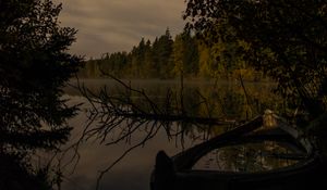 Preview wallpaper river, trees, branch, dry, night, nature