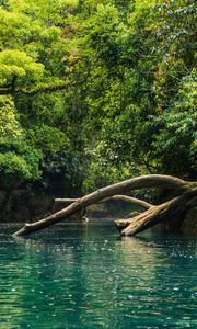 Preview wallpaper river, trees, branches, dry