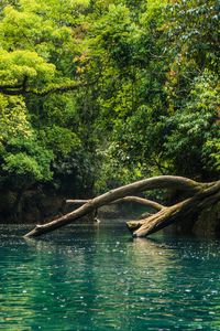 Preview wallpaper river, trees, branches, dry