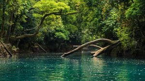 Preview wallpaper river, trees, branches, dry