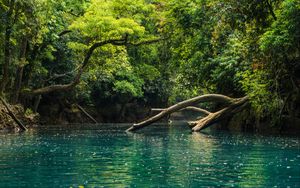 Preview wallpaper river, trees, branches, dry