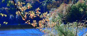 Preview wallpaper river, trees, branches, nature