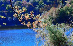 Preview wallpaper river, trees, branches, nature