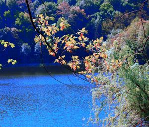 Preview wallpaper river, trees, branches, nature