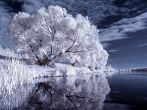 Preview wallpaper river, trees, canes, black-and-white, night