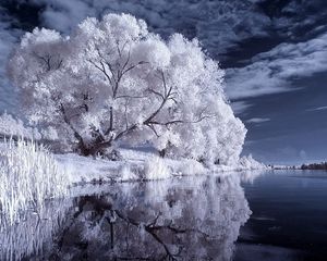 Preview wallpaper river, trees, canes, black-and-white, night