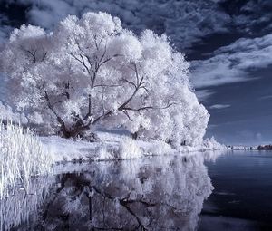 Preview wallpaper river, trees, canes, black-and-white, night