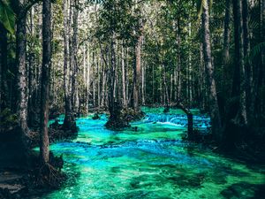 Preview wallpaper river, trees, flow, branches