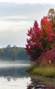 Preview wallpaper river, trees, fog, morning, nature