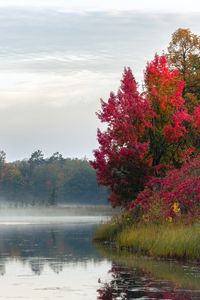 Preview wallpaper river, trees, fog, morning, nature