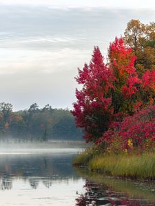 Preview wallpaper river, trees, fog, morning, nature