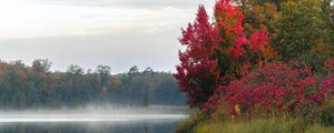 Preview wallpaper river, trees, fog, morning, nature