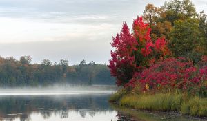 Preview wallpaper river, trees, fog, morning, nature