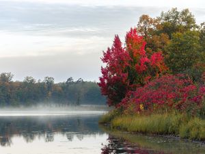 Preview wallpaper river, trees, fog, morning, nature