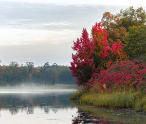 Preview wallpaper river, trees, fog, morning, nature