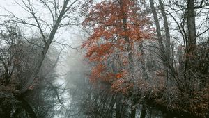 Preview wallpaper river, trees, fog, autumn, landscape
