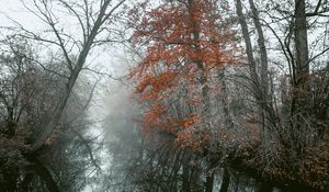 Preview wallpaper river, trees, fog, autumn, landscape