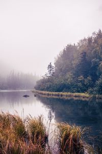 Preview wallpaper river, trees, forest, nature, landscape, grass