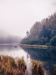 Preview wallpaper river, trees, forest, nature, landscape, grass