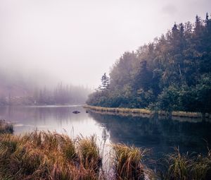 Preview wallpaper river, trees, forest, nature, landscape, grass