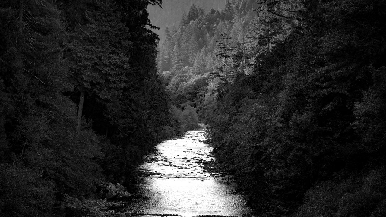 Wallpaper river, trees, forest, black and white