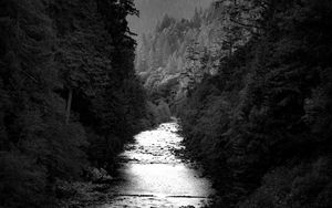 Preview wallpaper river, trees, forest, black and white