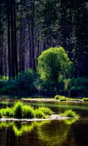 Preview wallpaper river, trees, forest, sunlight, grass