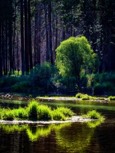 Preview wallpaper river, trees, forest, sunlight, grass