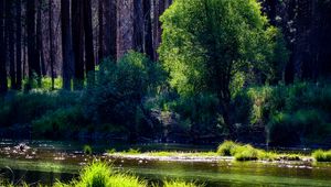 Preview wallpaper river, trees, forest, sunlight, grass