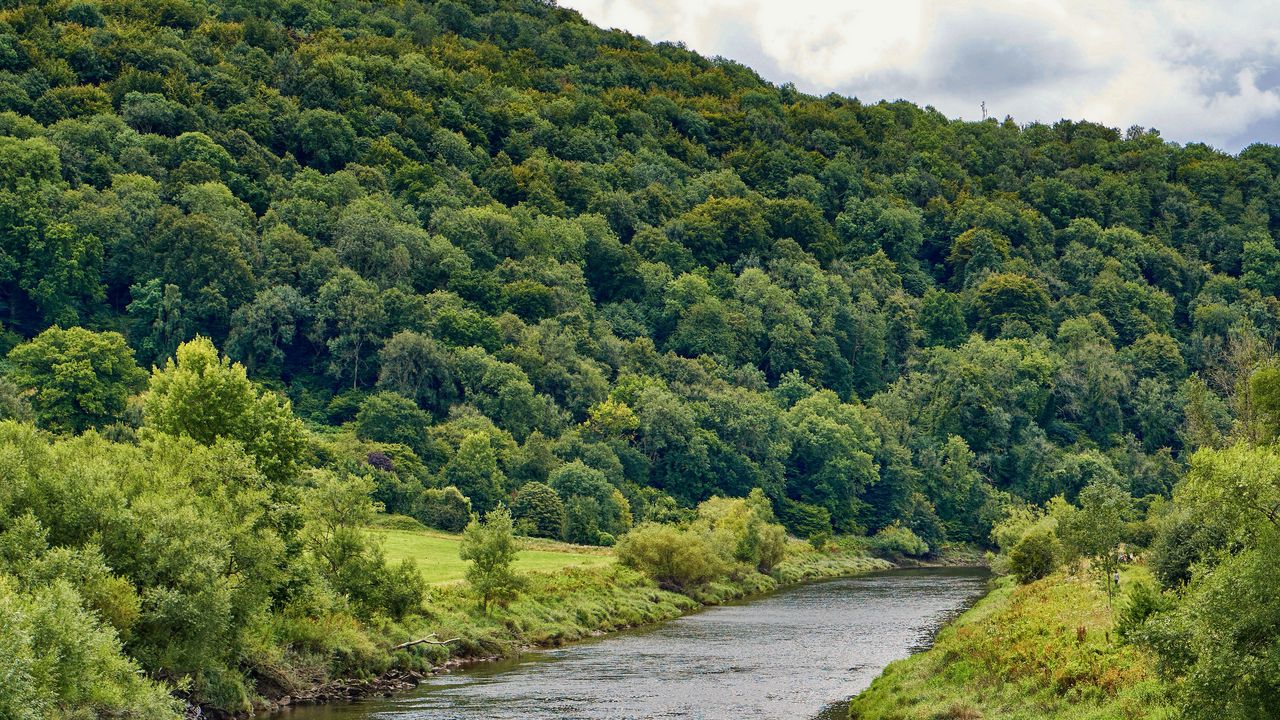 Wallpaper river, trees, forest, bushes, water