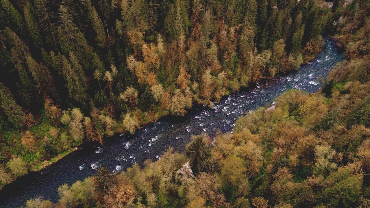 Wallpaper river, trees, forest, aerial view, landscape