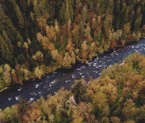 Preview wallpaper river, trees, forest, aerial view, landscape