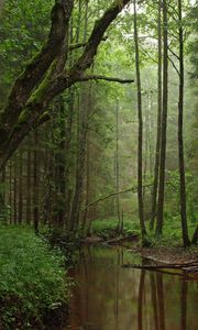 Preview wallpaper river, trees, forest, grass, nature