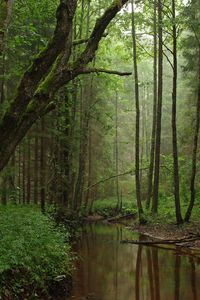 Preview wallpaper river, trees, forest, grass, nature