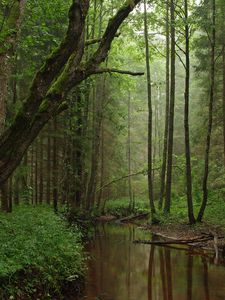 Preview wallpaper river, trees, forest, grass, nature