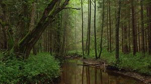 Preview wallpaper river, trees, forest, grass, nature