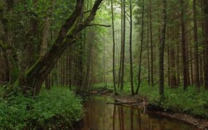 Preview wallpaper river, trees, forest, grass, nature