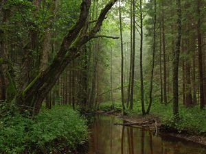 Preview wallpaper river, trees, forest, grass, nature