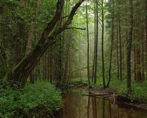 Preview wallpaper river, trees, forest, grass, nature