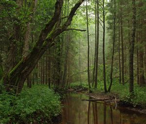 Preview wallpaper river, trees, forest, grass, nature