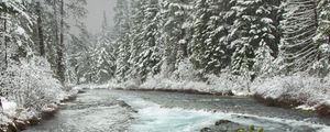 Preview wallpaper river, trees, forest, snow, winter
