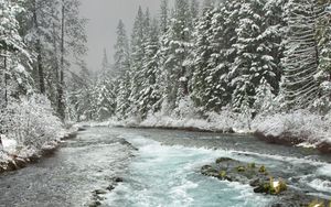 Preview wallpaper river, trees, forest, snow, winter