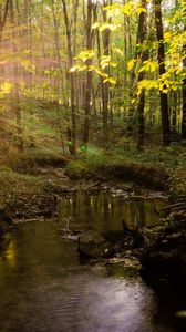 Preview wallpaper river, trees, grass, summer, light