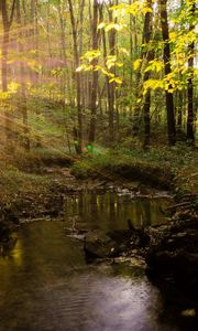 Preview wallpaper river, trees, grass, summer, light