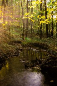 Preview wallpaper river, trees, grass, summer, light