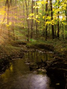 Preview wallpaper river, trees, grass, summer, light