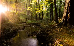 Preview wallpaper river, trees, grass, summer, light