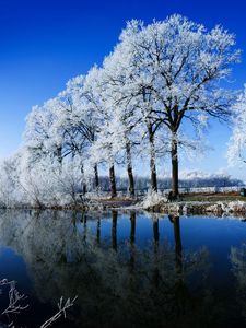 Preview wallpaper river, trees, hoarfrost, winter, reflection