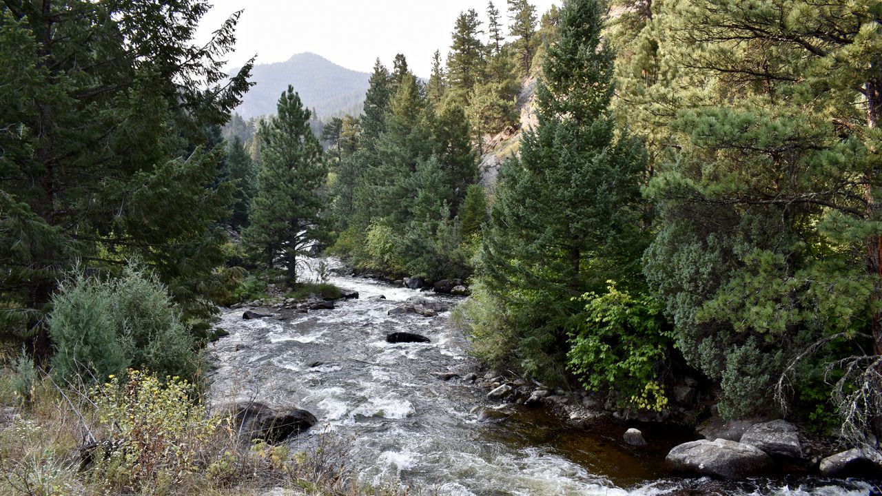 Wallpaper river, trees, landscape, nature