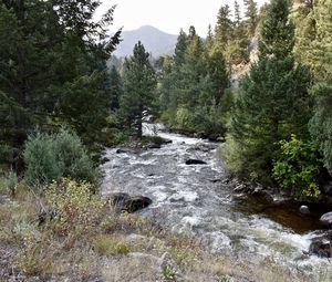 Preview wallpaper river, trees, landscape, nature
